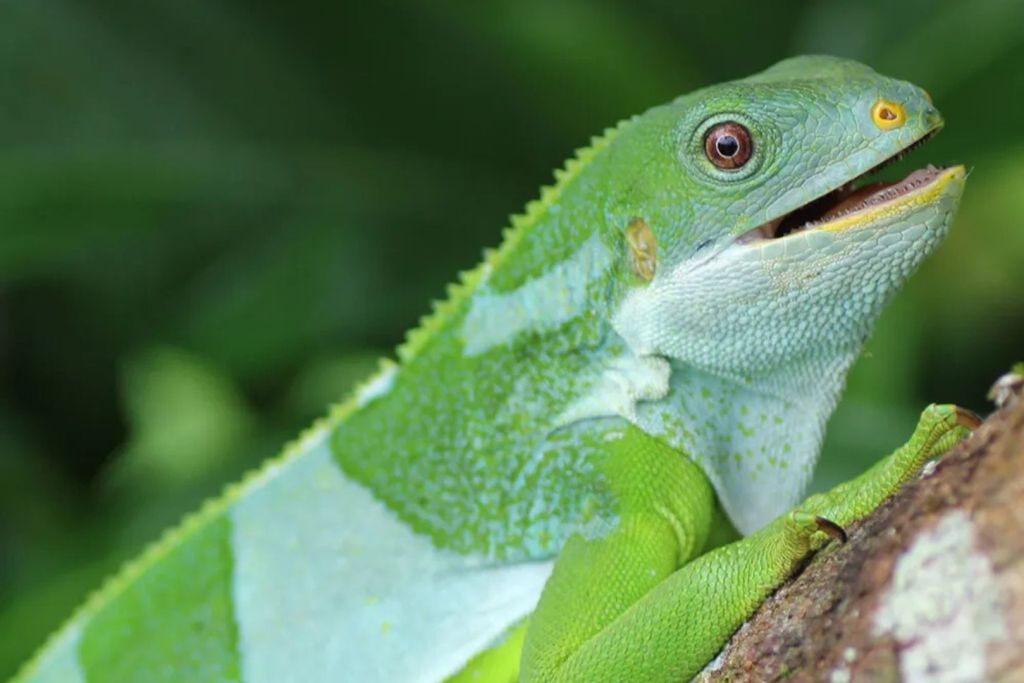 Un macho de iguana fijiana de bandas, originario de la isla Ovalau, en el archipiélago de Fiyi