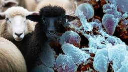 Hallan en una oveja de hace 4.000 años el ancestro de la peste negra