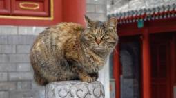 Descubren que los primeros gatos domésticos de China fueron regalos exóticos para la élite imperial