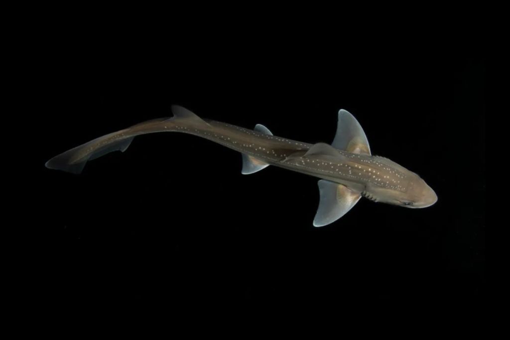 Los sonidos similares a clics emitidos por una pequeña especie de tiburón constituyen la primera evidencia de producción acústica activa en estos animales