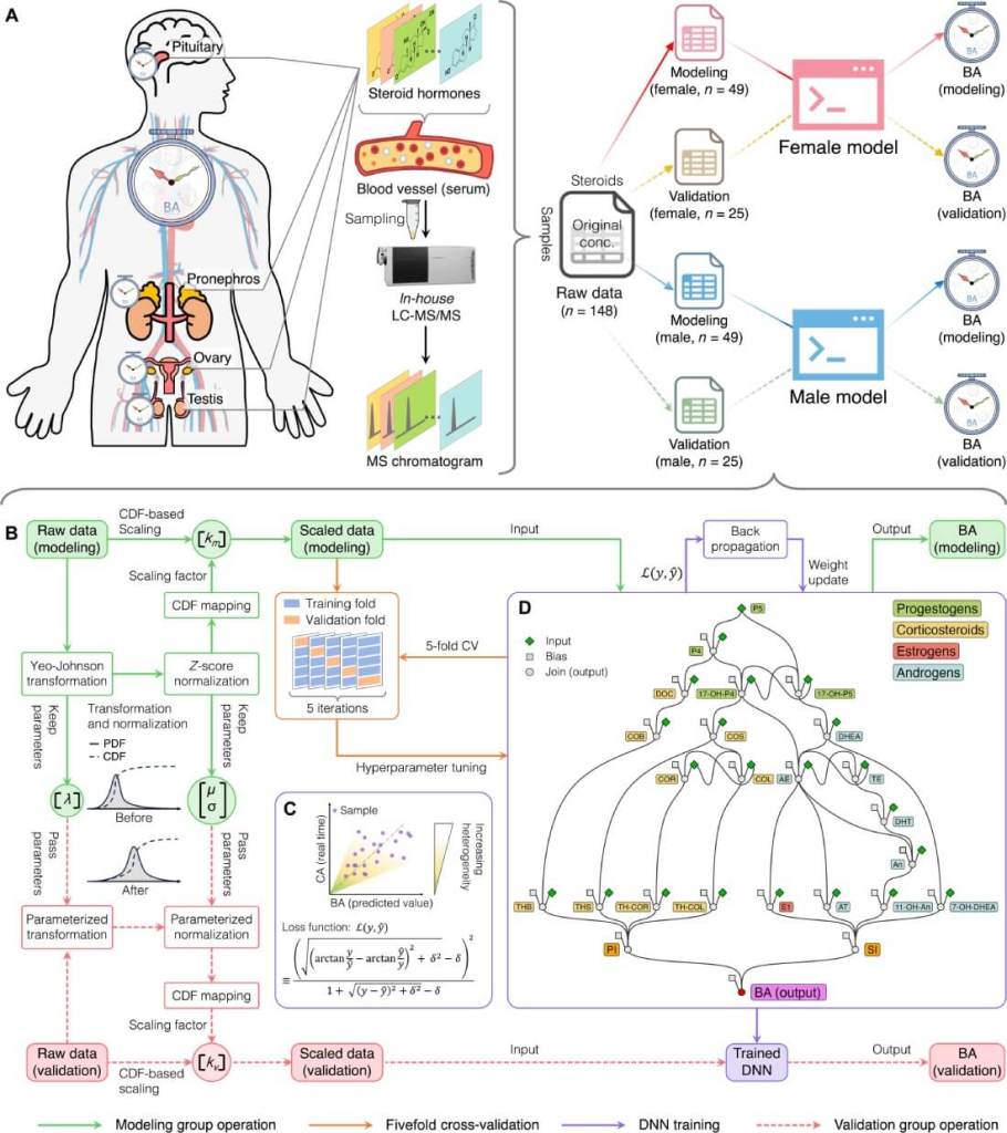 hormonas, años, envejecimiento