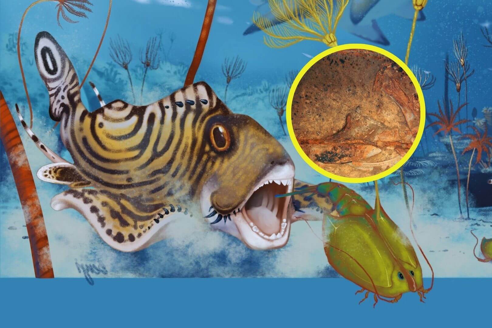 El tiburón prehistórico Clavusodens mcginnisi, conocido como "diente de clavo de McGinnis", representado cazando un crustáceo en un antiguo bosque de crinoides similar a un arrecife durante el período Carbonífero