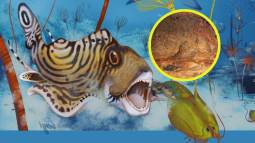 El tiburón prehistórico Clavusodens mcginnisi, conocido como "diente de clavo de McGinnis", representado cazando un crustáceo en un antiguo bosque de crinoides similar a un arrecife durante el período Carbonífero