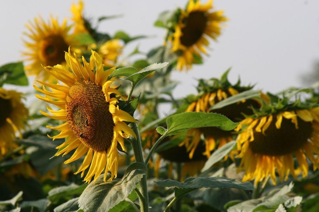 Girasoles