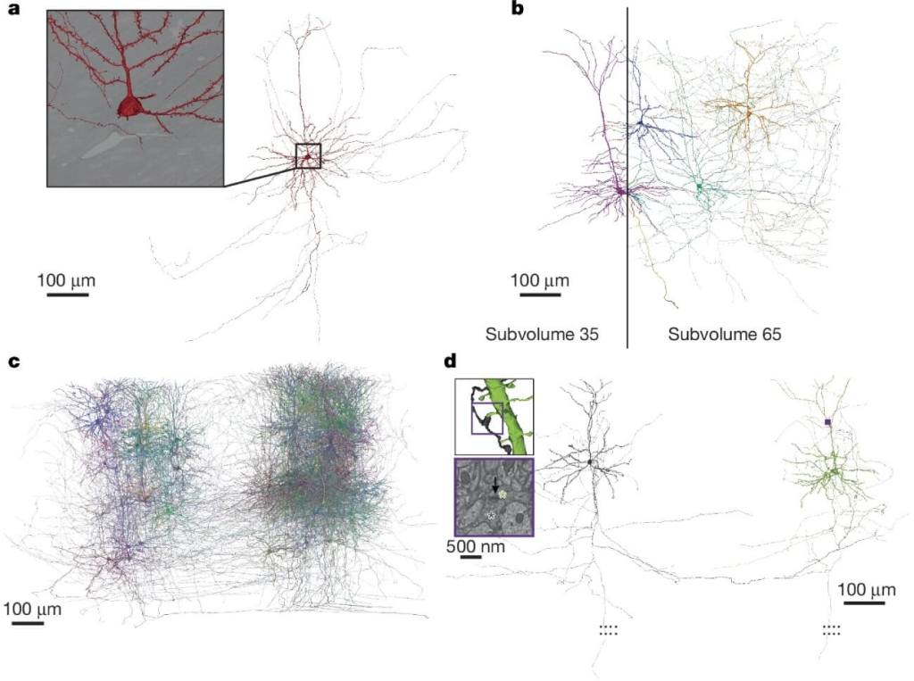Científicos crean el mapa funcional y estructural más detallado del cerebro de un mamífero hasta la fecha
