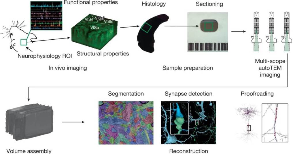 Científicos crean el mapa funcional y estructural más detallado del cerebro de un mamífero hasta la fecha