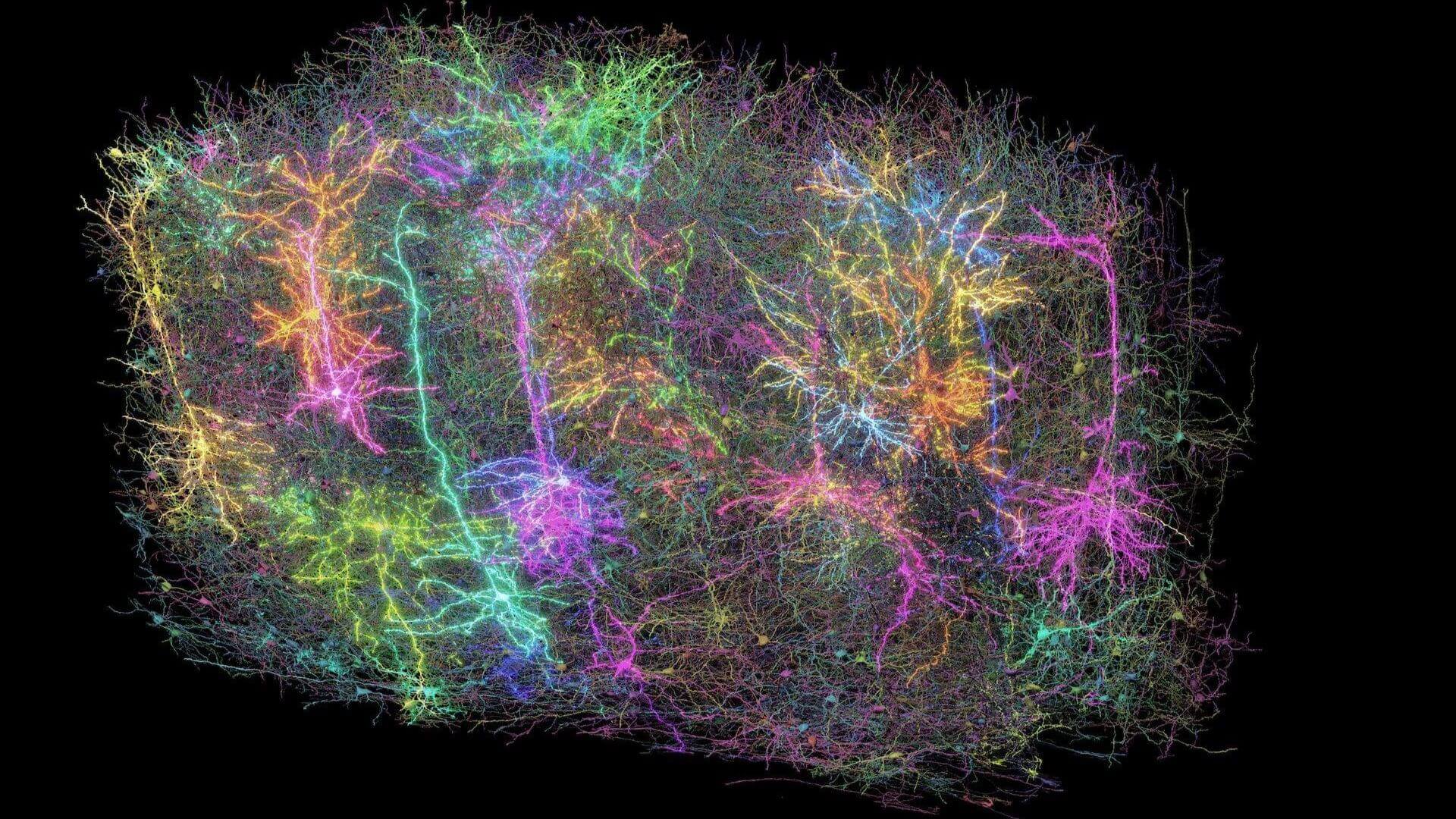 Visualización tridimensional de más de 1.000 neuronas reconstruidas a partir de un milímetro cúbico de tejido cerebral de ratón. Crédito: Allen Institute.