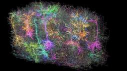 Visualización tridimensional de más de 1.000 neuronas reconstruidas a partir de un milímetro cúbico de tejido cerebral de ratón. Crédito: Allen Institute.