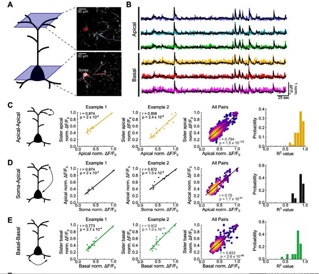 El misterio de cómo aprendemos se aclara, la ciencia revela que el cerebro activa diferentes zonas dendríticas con reglas únicas
