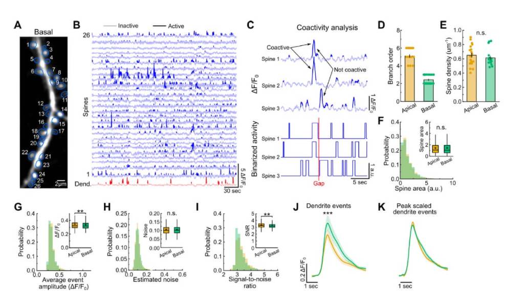 Grafico estudio. Neuronas.