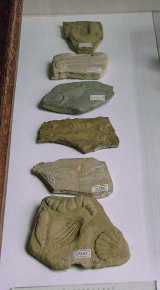 Fósiles de Beringer