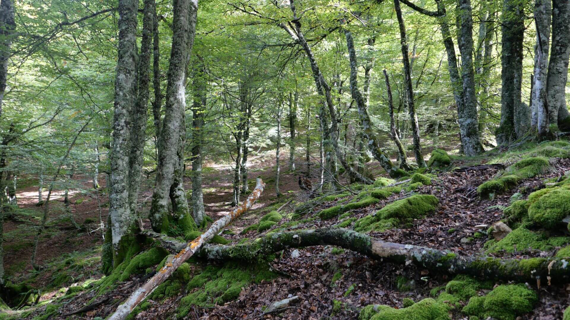 Hayedo, Parque Natural de Redes.