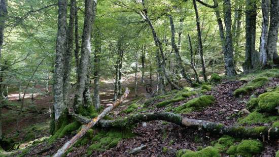 Hayedo, Parque Natural de Redes.