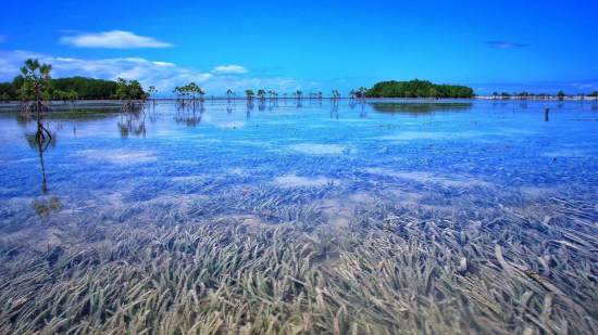 Los pastos marinos y su valor para la sociedad, un vínculo milenario