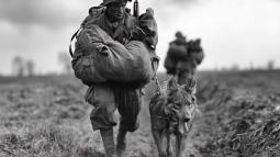 Los animales, grandes olvidados de los conflictos bélicos