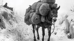 Mulas y caballos sirvieron durante las dos guerras mundiales