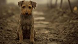 Perro en las trincheras