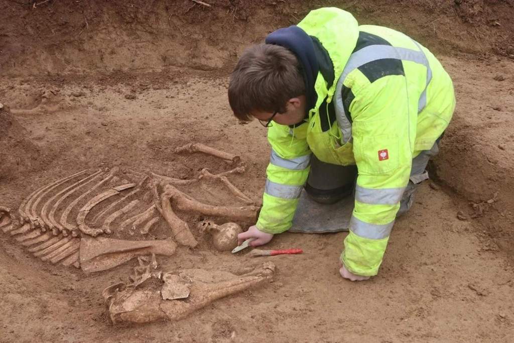 Un arqueólogo examina uno de los cerca de cien esqueletos de caballos romanos descubiertos en el yacimiento