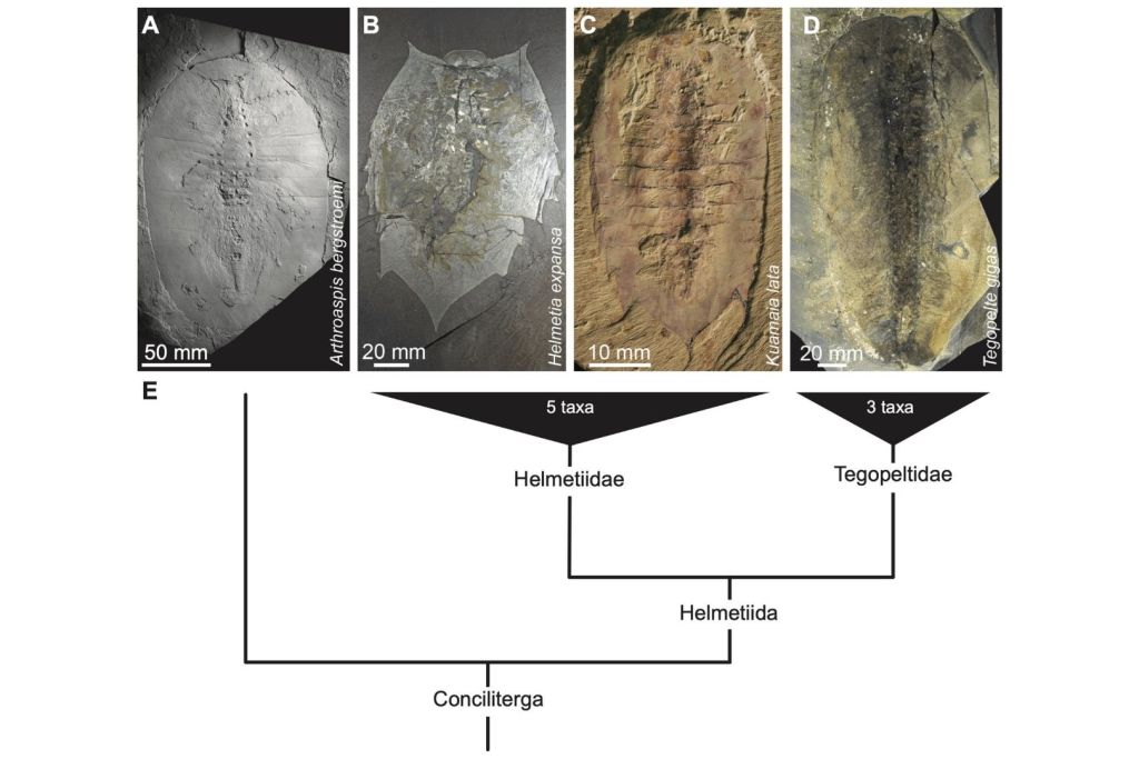 Diversidad y parentescos dentro de los concilitergans