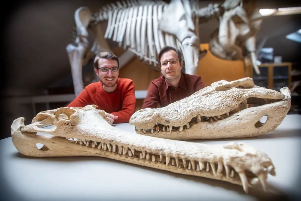 El Dr. Márton Rabi (derecha) y el Dr. Tobias Massonne (izquierda) posan junto a dos de los cráneos más grandes de especies de cocodrilos actuales
