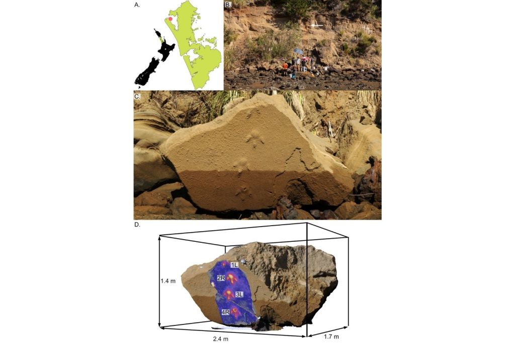 Lugar de recolección del breve rastro analizado en el estudio. En el mapa se muestra Aotearoa Nueva Zelanda con la región de Auckland resaltada en verde. Un punto rojo indica el sitio exacto del hallazgo, ubicado en Manunutahi (Mosquito Bay), en la parte sur de la península de Kaipara