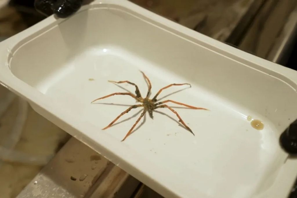 Las arañas de mar que logró recolectar el equipo alcanzaban dimensiones comparables a la palma de una mano humana