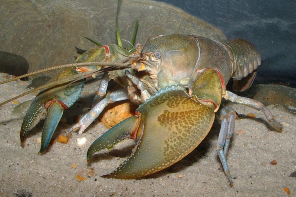 Cangrejo de río australiano
