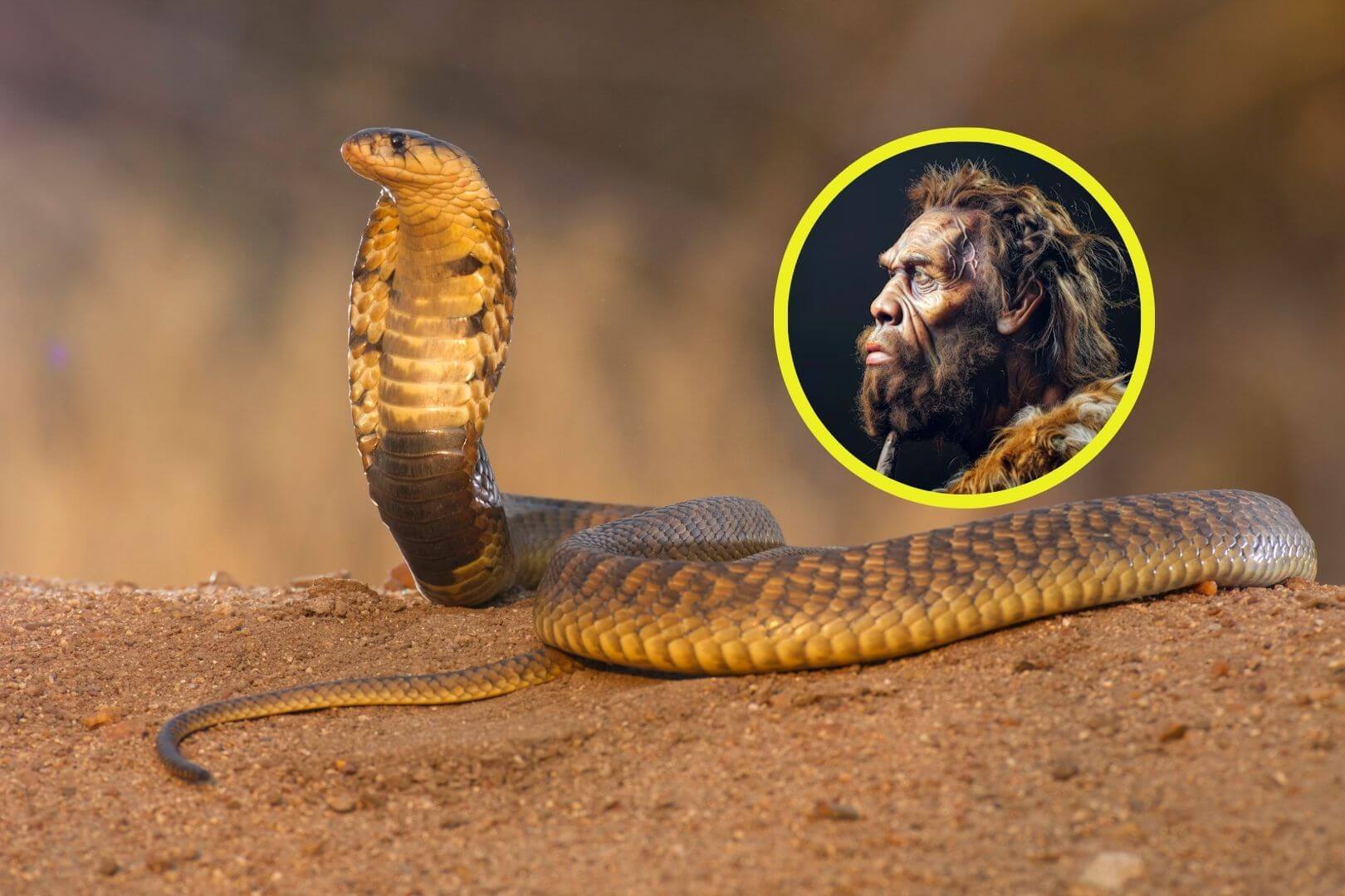 Hace 7 millones de años, los homínidos forzaron a las cobras a escupir veneno