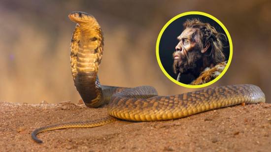 Hace 7 millones de años, los homínidos forzaron a las cobras a escupir veneno