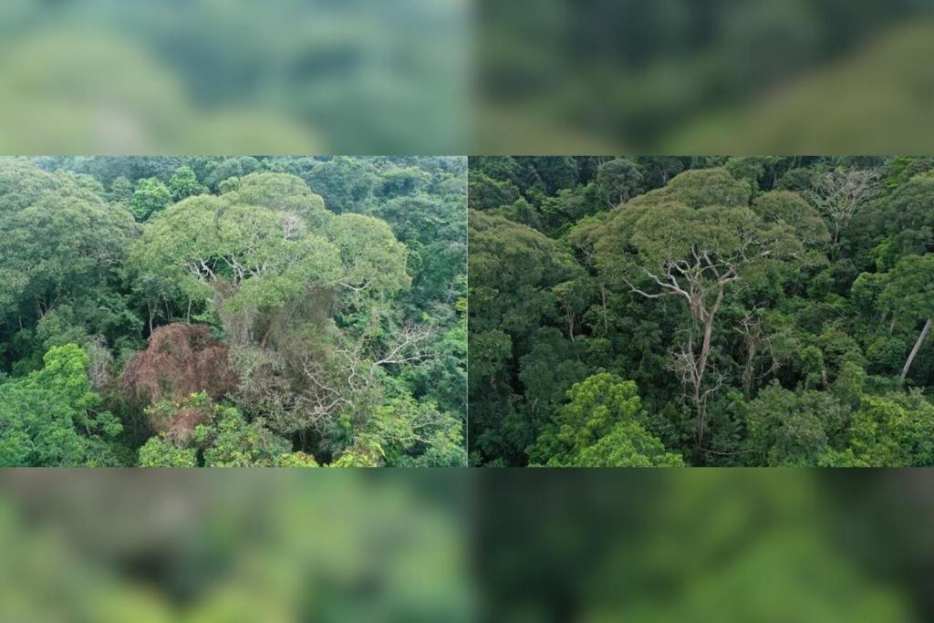 Comparativa de un ejemplar de Dipteryx oleifera tras ser alcanzado por un rayo en 2019 (izquierda) y su estado dos años después (derecha). El árbol no solo sobrevivió con daños mínimos, sino que además se benefició de la eliminación de lianas parásitas y árboles competidores tras la descarga