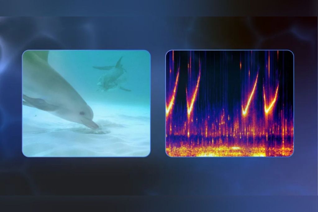 Izquierda: una delfín manchada vigila a su cría mientras busca alimento; más tarde, utilizará su característico silbido para llamarlo de vuelta. Derecha: espectrograma que muestra visualmente ese silbido