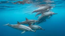 Google desarrolla una nueva IA capaz de descifrar los sonidos de los delfines y abrir un posible diálogo con ellos