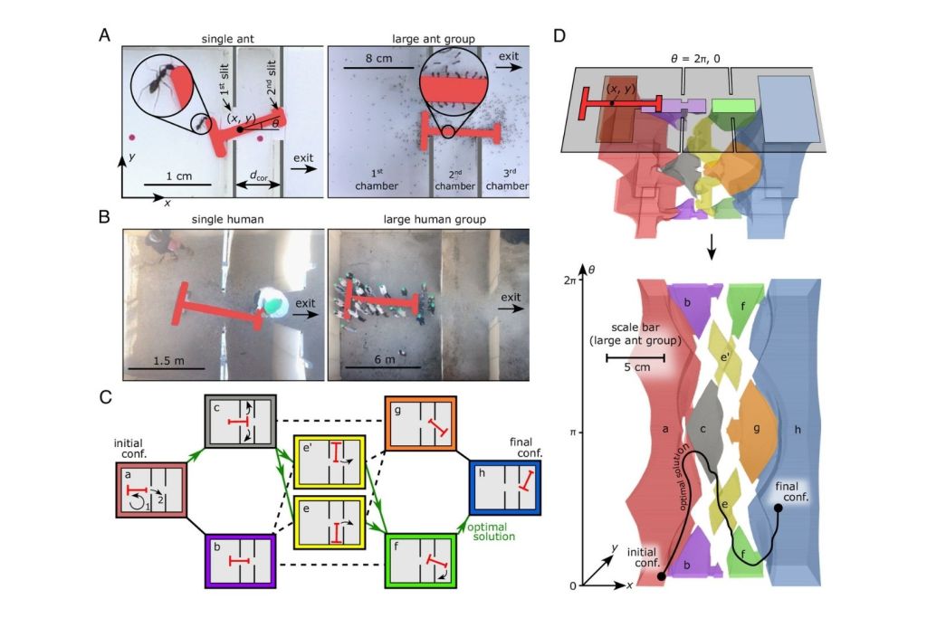 Esquema del reto: así resolvieron humanos y hormigas el complejo puzzle geométrico de una pieza en forma de T a través de un laberinto
