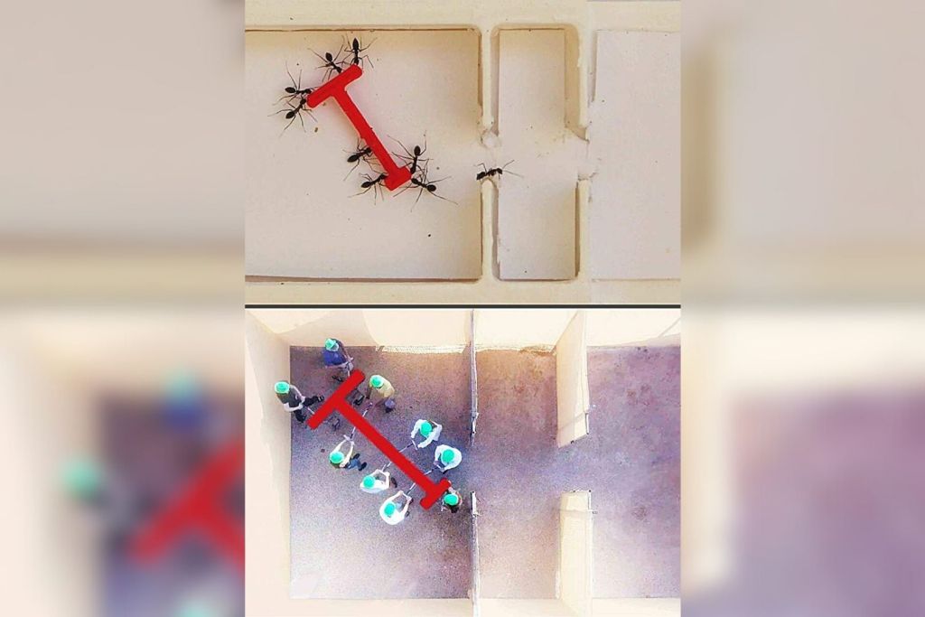 Hormigas y humanos se enfrentan para mover una pieza en forma de T a través de un laberinto desafiante