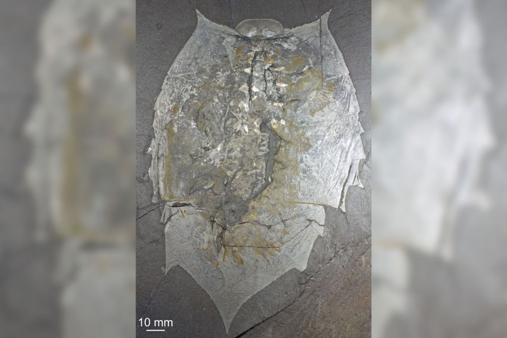 Vista dorsal del holotipo de Helmetia expansa (USNM 83952), conservado en el Museo Nacional de Historia Natural de EE. UU