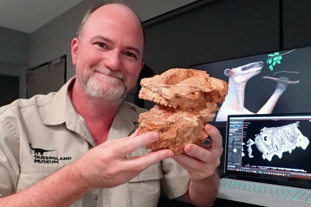 El Dr. Scott Hocknull, del Museo de Queensland, sostiene un fósil de cráneo de Protemnodon: estos canguros prehistóricos llevaban una vida muy sedentaria