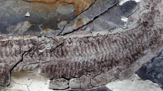 Conoce a Sue, el fósil “al revés”: una criatura sin patas, sin cabeza y con las entrañas intactas que vivió hace 444 millones de años