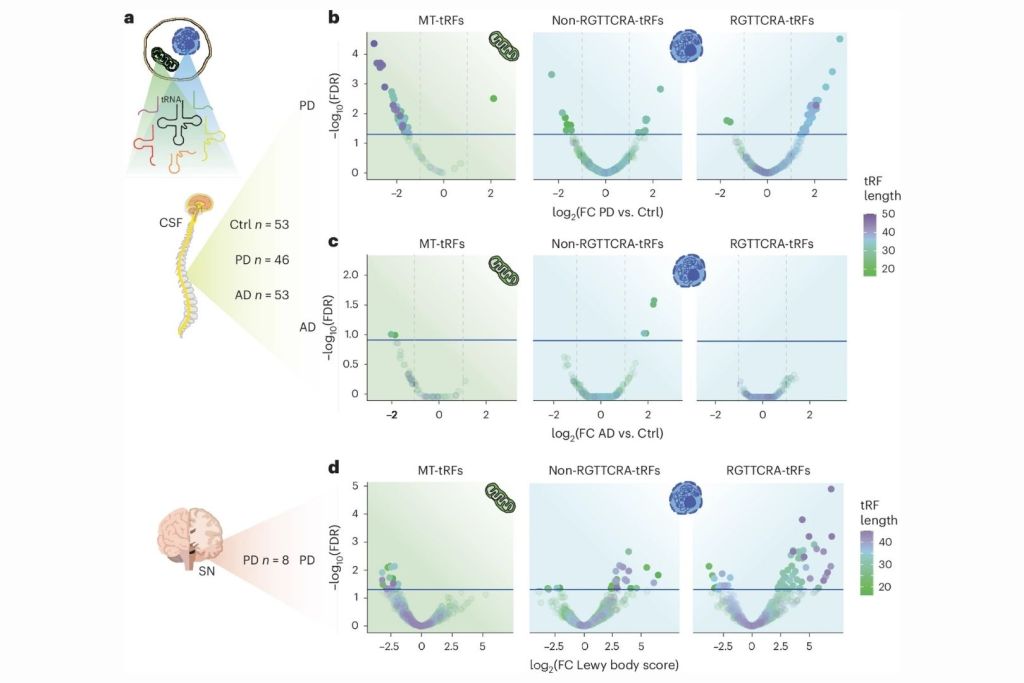 En pacientes con Parkinson, se observa un desequilibrio en fragmentos de ARN: los de origen nuclear aumentan y los mitocondriales se reducen, tanto en la sustancia negra como en el líquido cefalorraquídeo