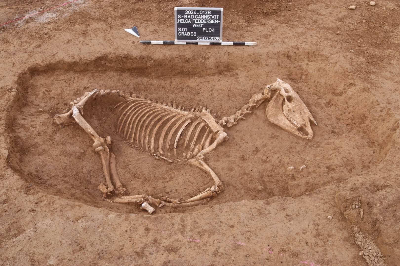 Arqueólogos encuentran un misterioso entierro de caballos de hace 1.900 años con señales de duelo