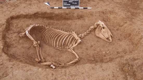 Arqueólogos encuentran un misterioso entierro de caballos de hace 1.900 años con señales de duelo