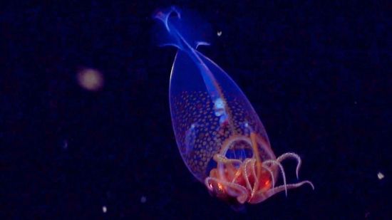 Capturan por primera vez en vídeo a un calamar colosal bebé en su hábitat natural