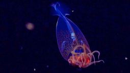 Capturan por primera vez en vídeo a un calamar colosal bebé en su hábitat natural