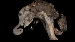 Un equipo de científicos ha realizado una necropsia a la cría de mamut apodada Yana, descubierta en el permafrost siberiano