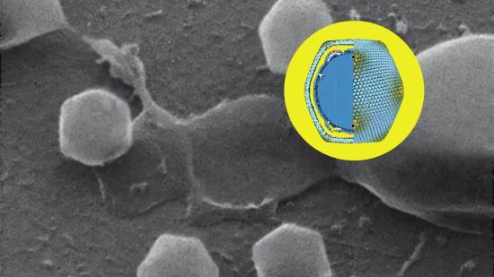 Hallan en Finlandia un virus gigante dos veces más grande que el de la gripe