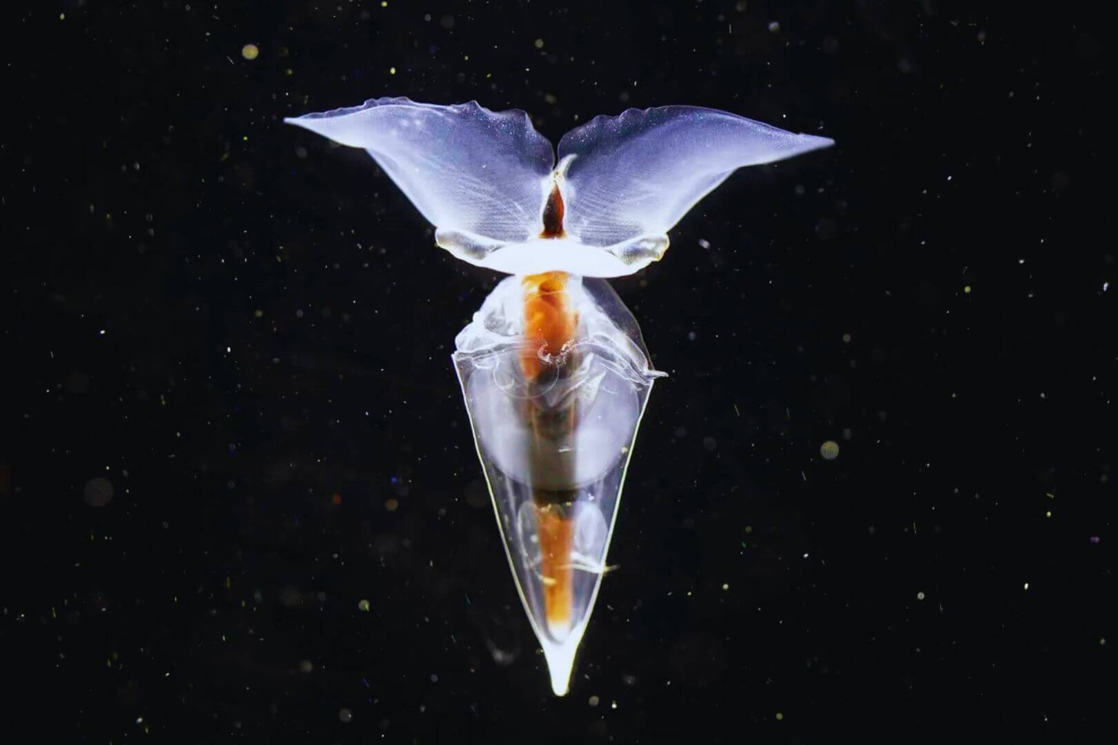 Una mariposa marina recogida por el equipo comenzó a desovar una vez a bordo, lo que permitió a los científicos observar por primera vez el desarrollo de sus huevos