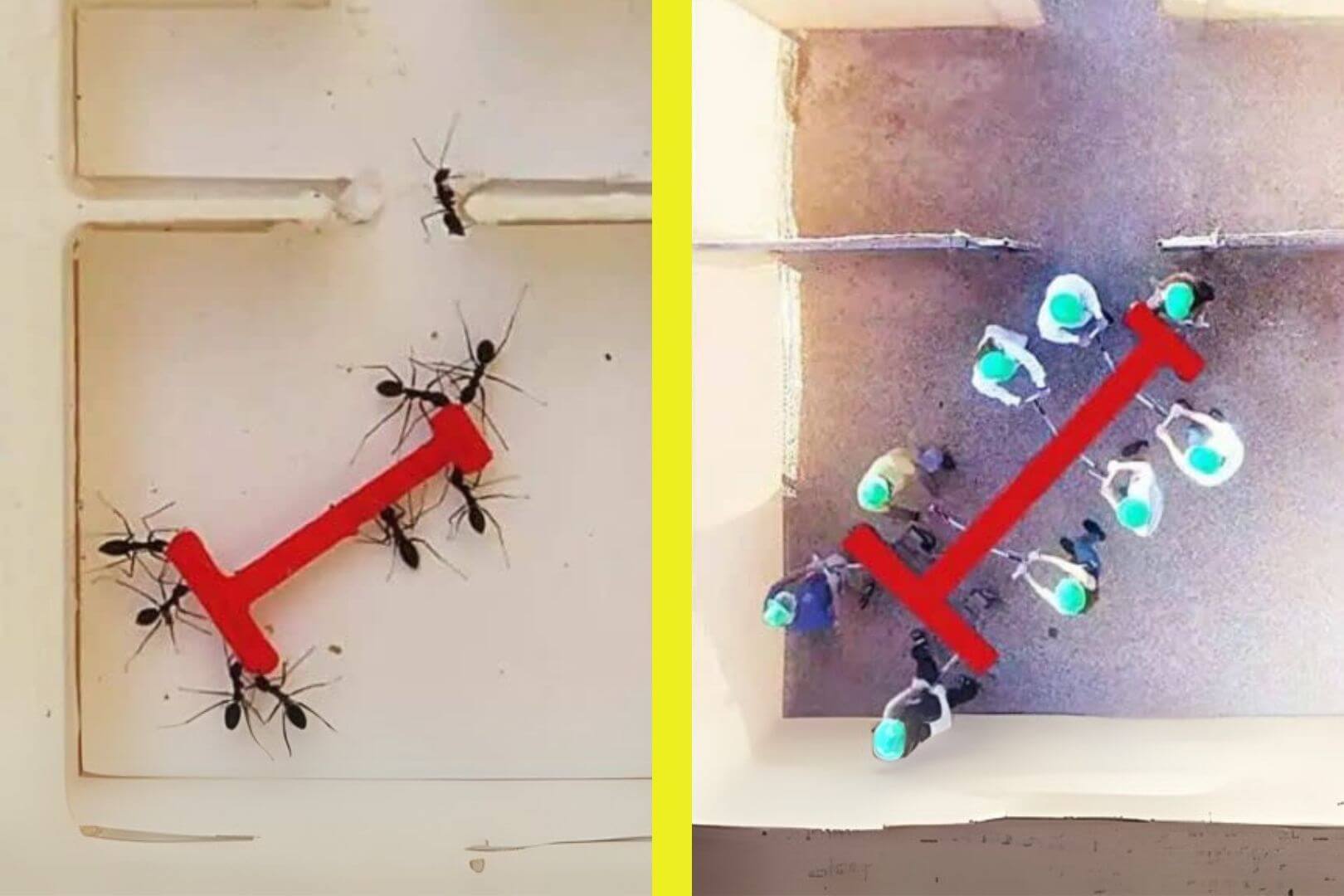 Hormigas vencen a los humanos en un experimento de inteligencia colectiva