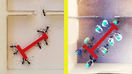 Hormigas vencen a los humanos en un experimento de inteligencia colectiva