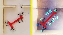 Hormigas vencen a los humanos en un experimento de inteligencia colectiva