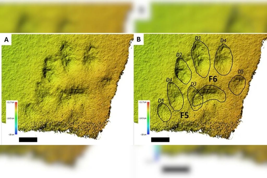 Gracias a técnicas de fotogrametría, los investigadores pudieron reconstruir modelos tridimensionales de las huellas