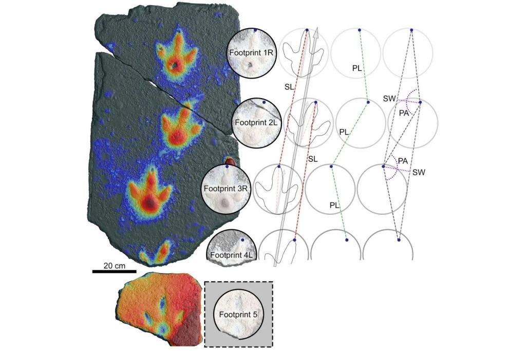 La huella número 5 fue hallada a unos 30 centímetros de distancia del conjunto principal de pisadas